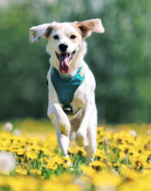 a dog running through a field of yellow flowers